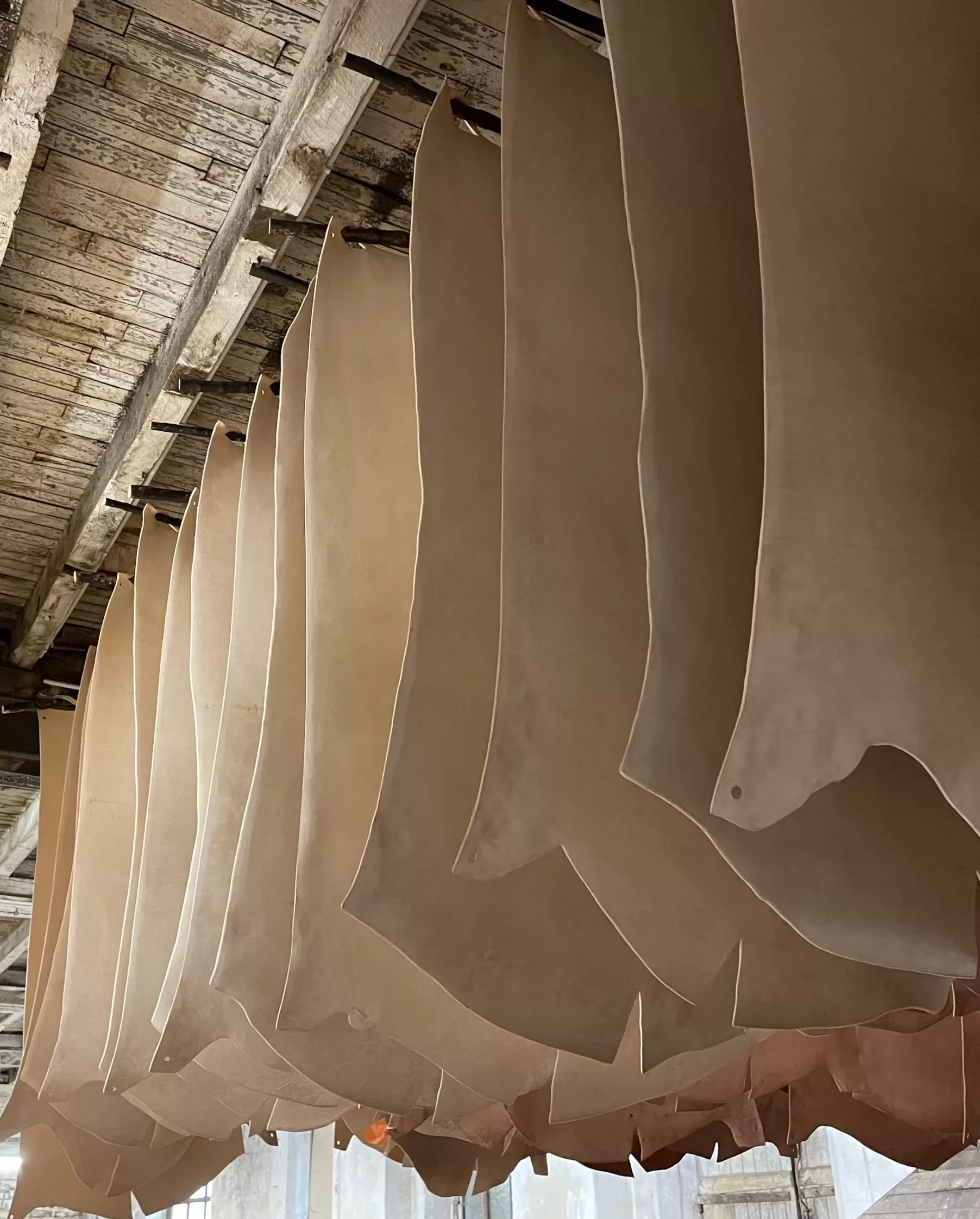 Pezzi di pelle bovina sospesi a barre di legno, disposti in file e di colore beige, in fase di essiccazione.